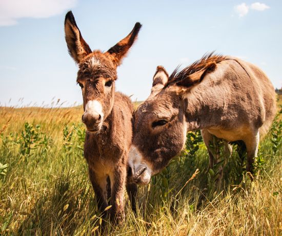 A mom donkey and her baby stand in a field.