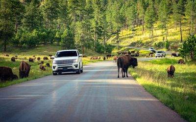 A white SUV drives along a paved road through a forest as dozens of bison graze nearby. Another vehicle is visible in the distance, also surrounded by bison on both sides of the road.